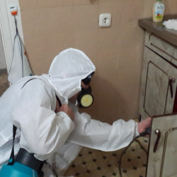 Дезинфекция от муравьев в квартире в Райчихинске